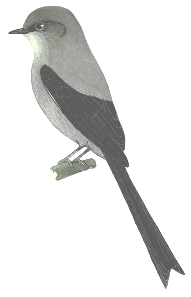Historical image associated with Shear-tailed Gray-Tyrant
