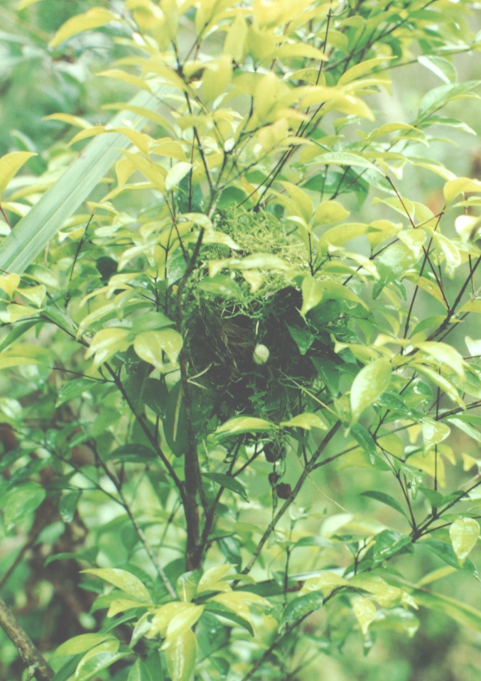Historical image associated with Restinga Tyrannulet