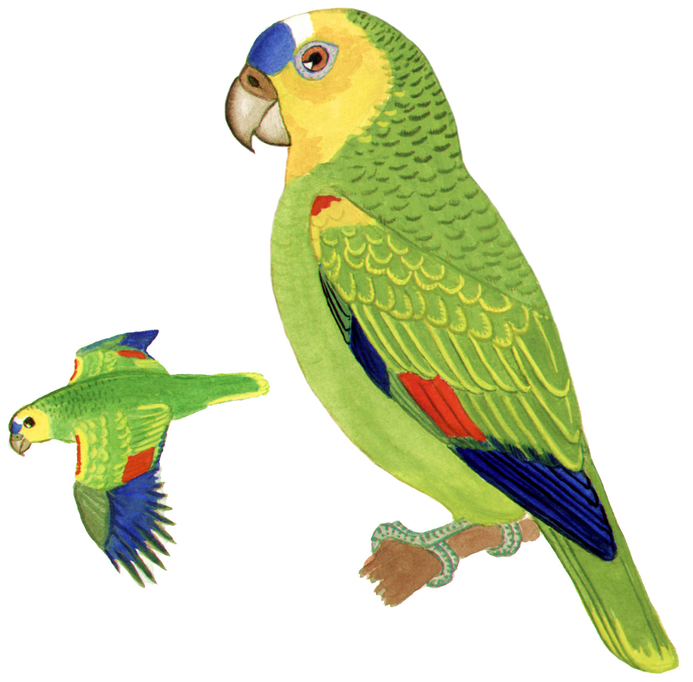 Historical image associated with Turquoise-fronted Parrot