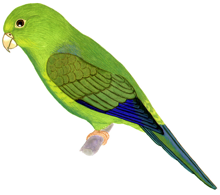 Historical image associated with Plain Parakeet