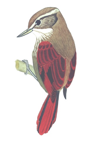 Historical image associated with Plain Xenops