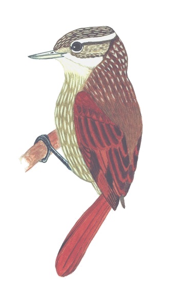 Historical image associated with Streaked Xenops