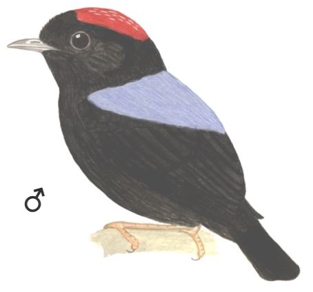 Historical image associated with Blue-backed Manakin