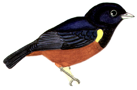 Historical image associated with Chestnut-bellied Euphonia