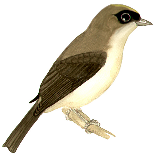 Historical image associated with Black-goggled Tanager