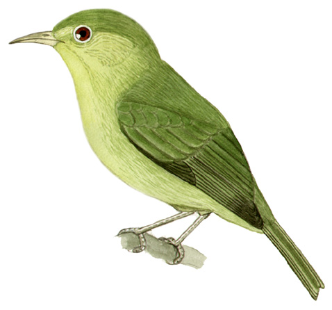 Historical image associated with Green Honeycreeper