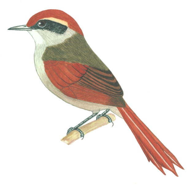 Historical image associated with Rufous-capped Spinetail