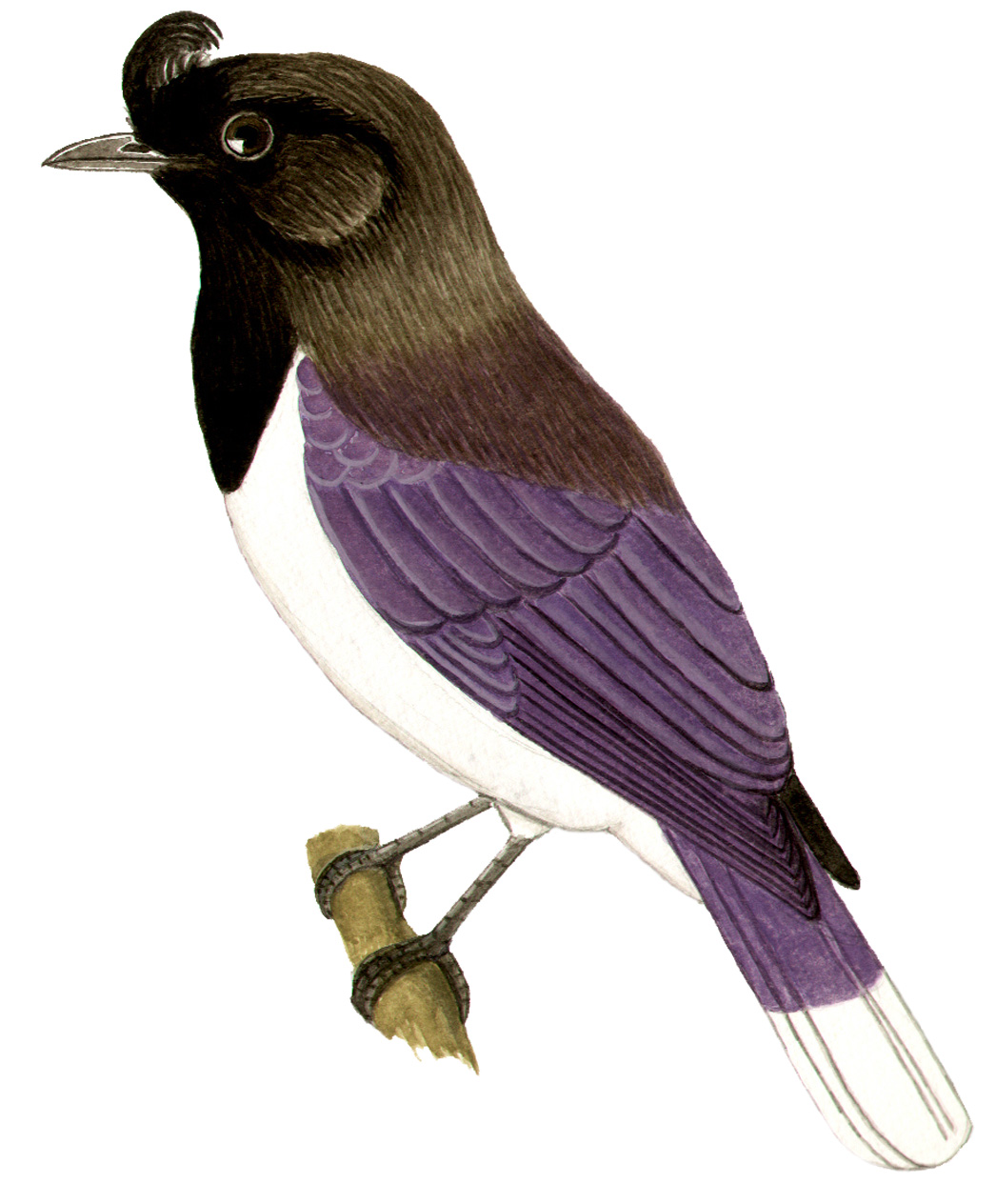 Historical image associated with Curl-crested Jay