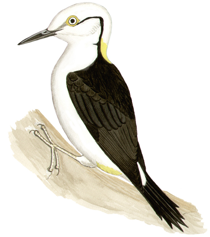 Historical image associated with White Woodpecker