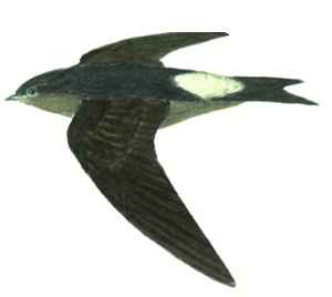 Historical image associated with White-thighed Swallow