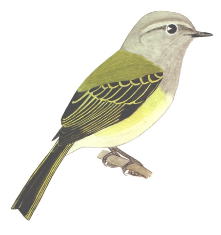 Historical image associated with Gray-capped Tyrannulet