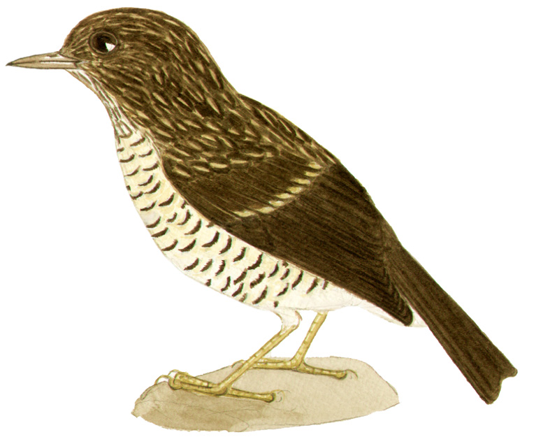 Historical image associated with Slaty Thrush