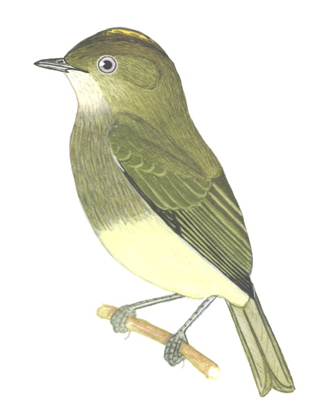 Historical image associated with Wied's Tyrant-Manakin