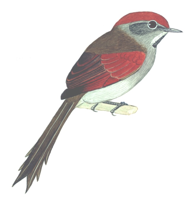 Historical image associated with Chicli Spinetail
