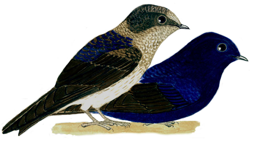 Historical image associated with Purple Martin