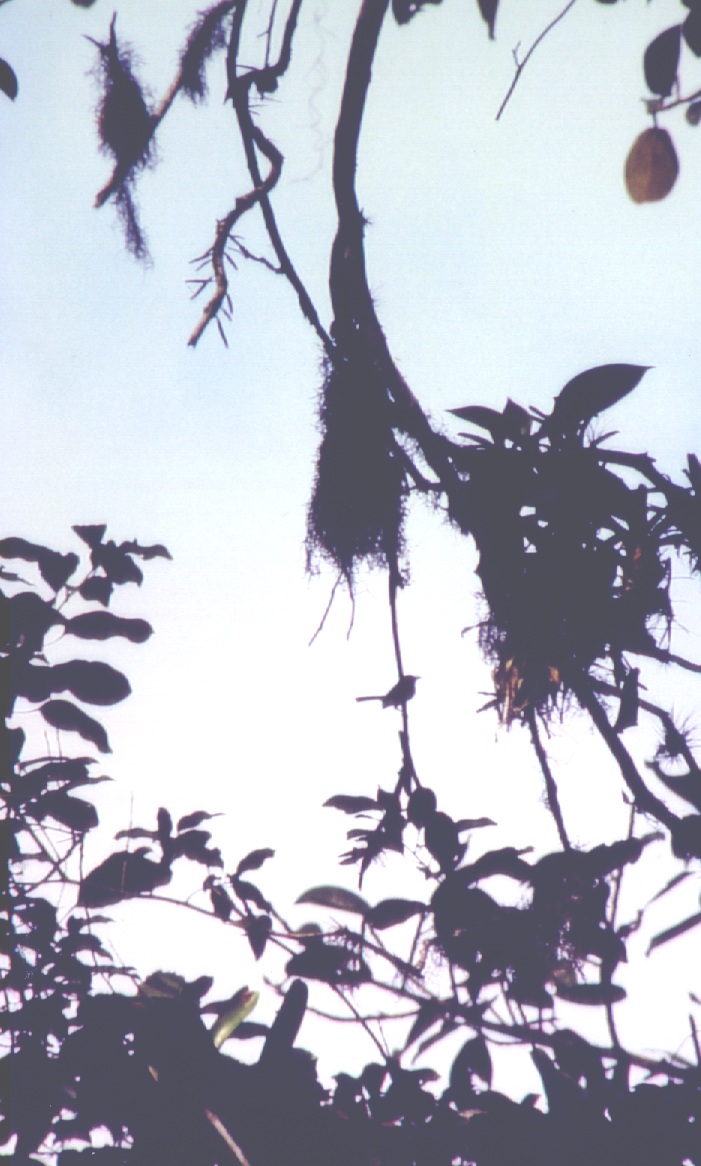 Historical image associated with Bay-ringed Tyrannulet