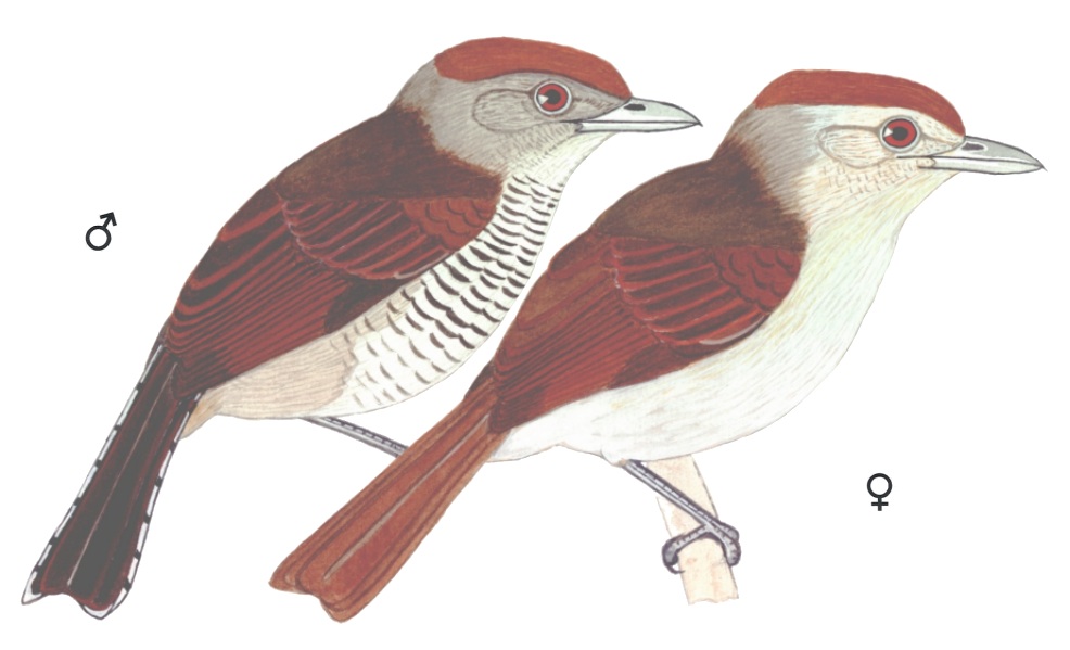 Historical image associated with Rufous-capped Antshrike