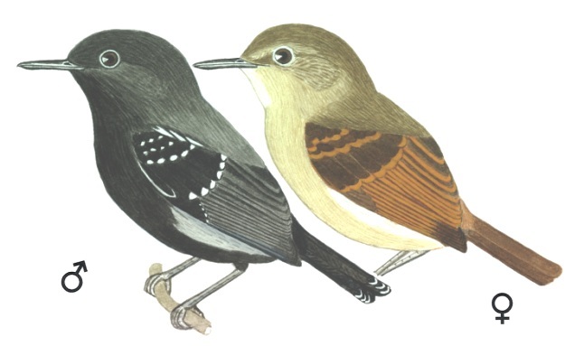 Historical image associated with White-flanked Antwren