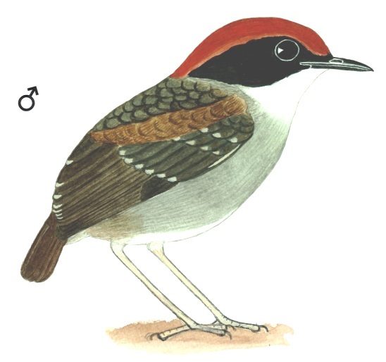 Historical image associated with Black-cheeked Gnateater