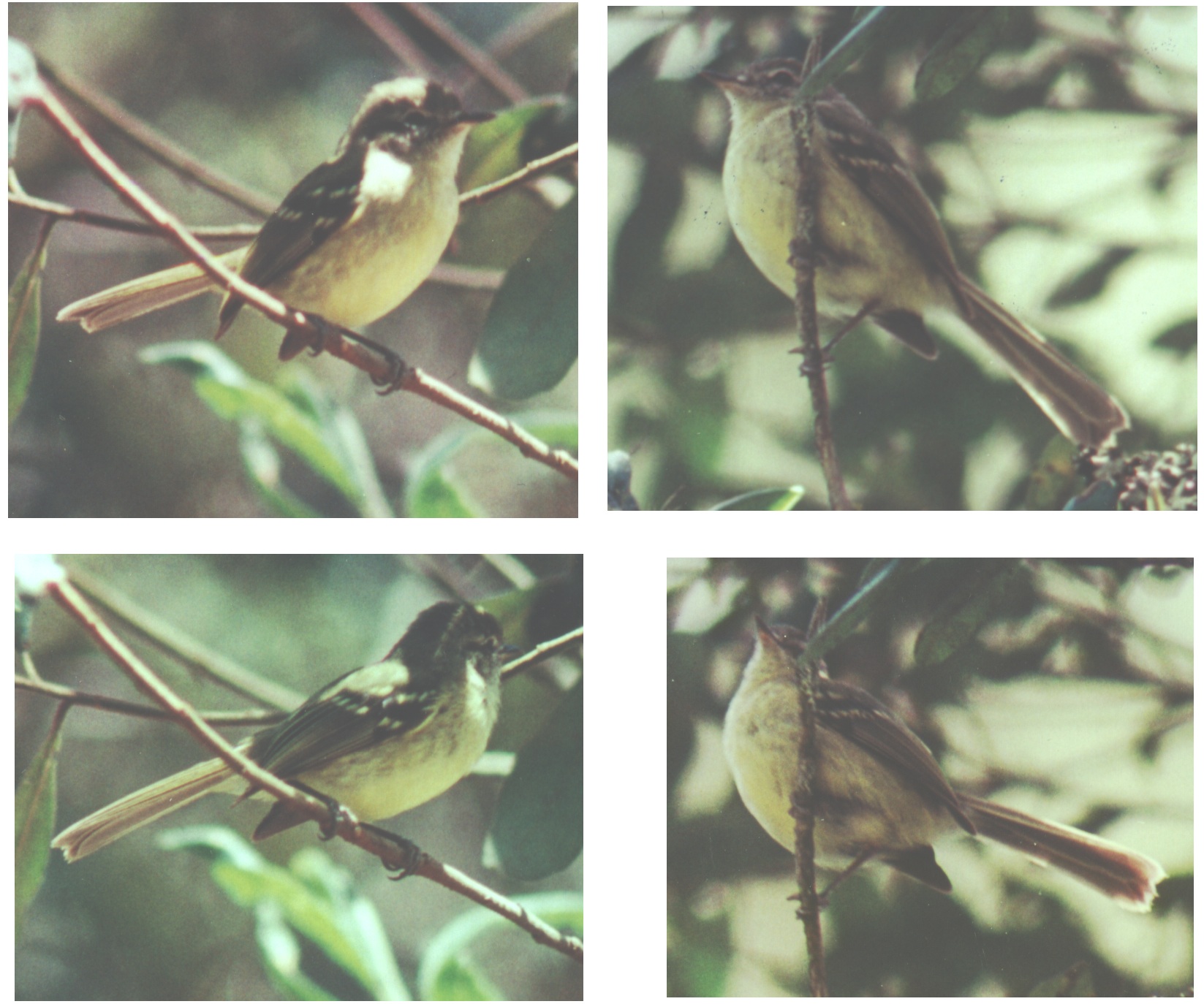 Historical image associated with Greenish Tyrannulet