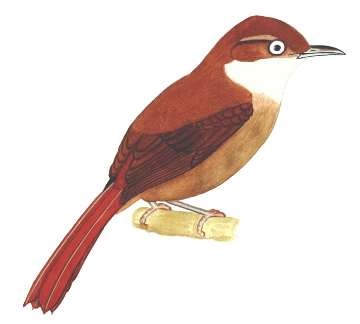 Historical image associated with White-eyed Foliage-gleaner
