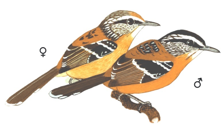 Historical image associated with Bertoni's Antbird