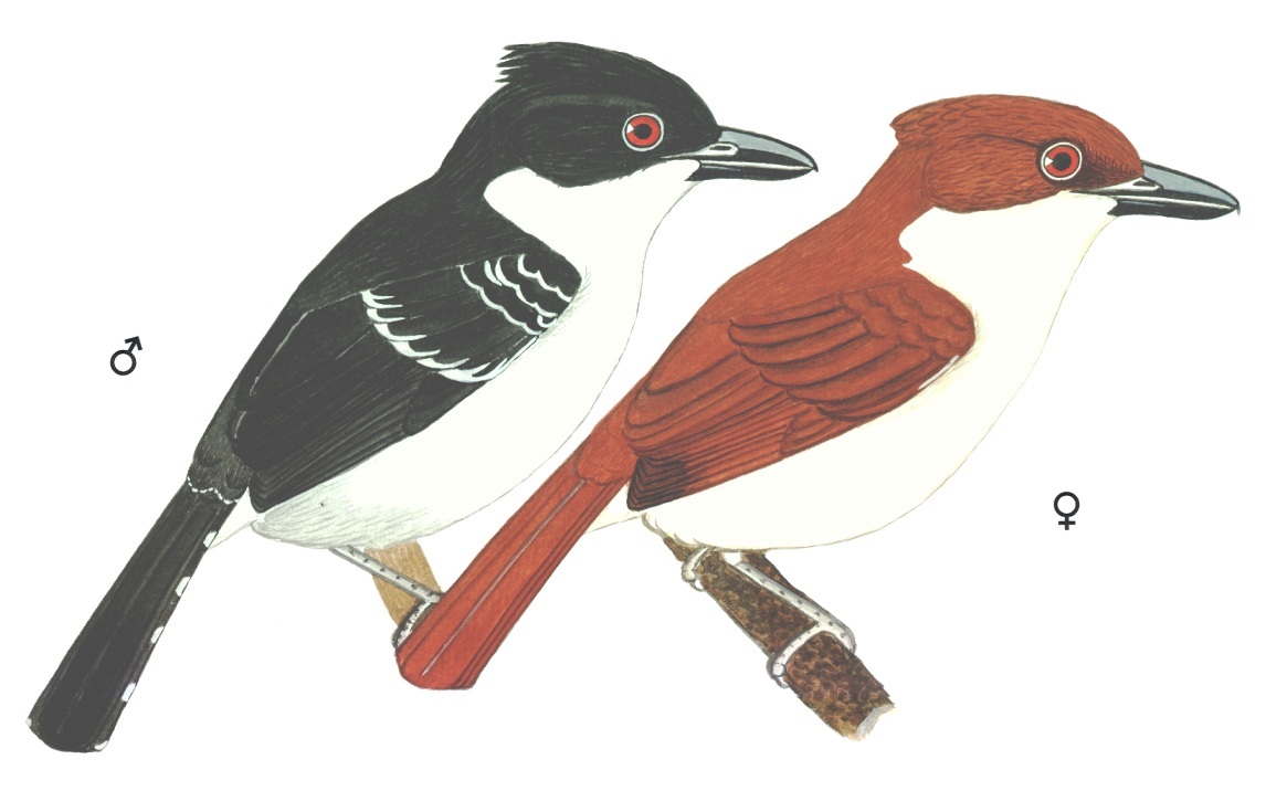 Historical image associated with Great Antshrike
