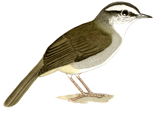 Historical image associated with White-striped Warbler
