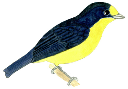 Historical image associated with Violaceous Euphonia