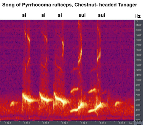 Historical image associated with Chestnut-headed Tanager