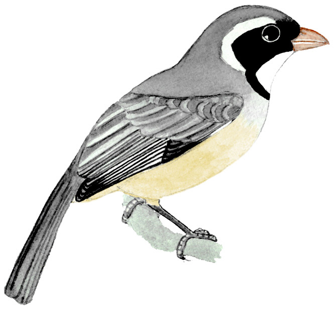 Historical image associated with Golden-billed Saltator
