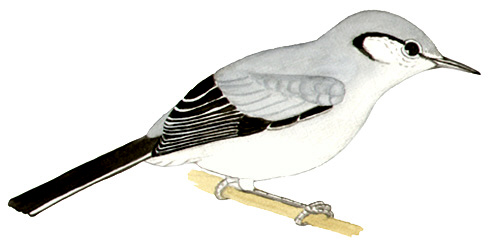 Historical image associated with Masked Gnatcatcher