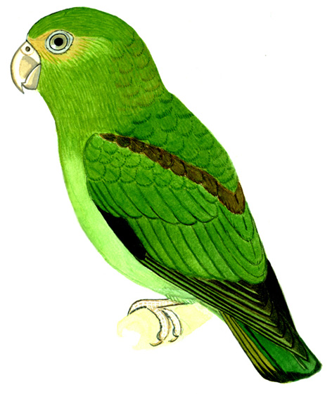 Historical image associated with Golden-tailed Parrotlet