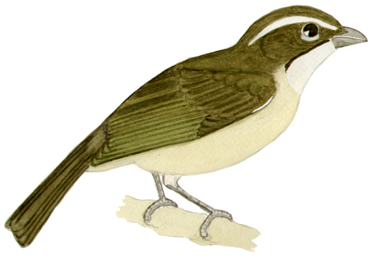 Historical image associated with Green-winged Saltator
