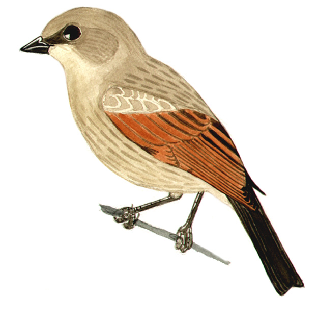 Historical image associated with Screaming Cowbird