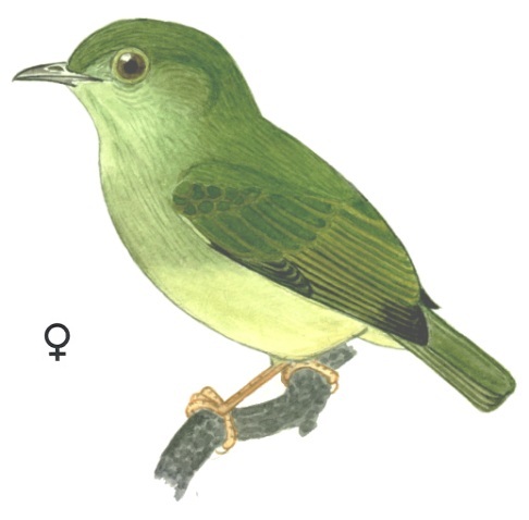 Historical image associated with Blue-backed Manakin