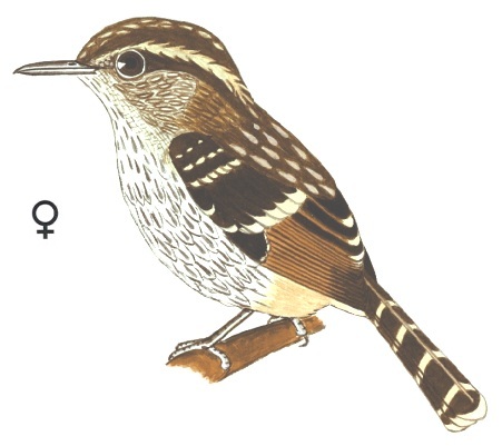Historical image associated with Scaled Antbird