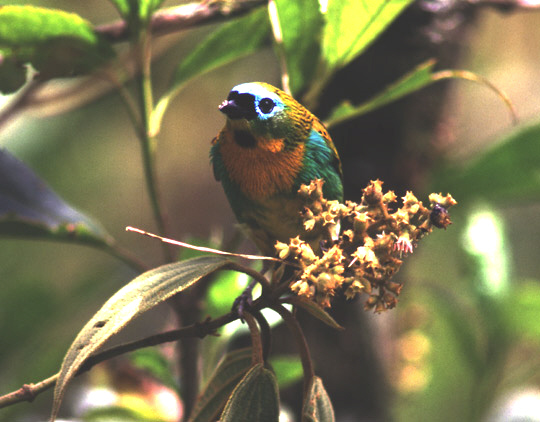 Historical image associated with Brassy-breasted Tanager