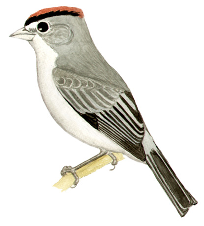 Historical image associated with Pileated Finch