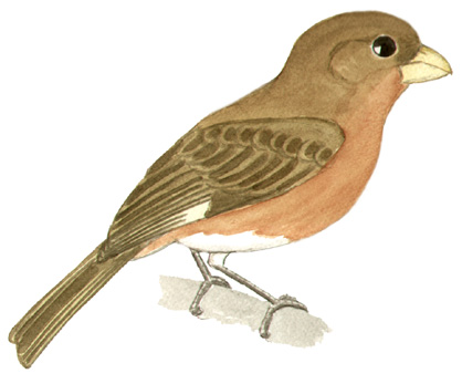 Historical image associated with White-bellied Seedeater