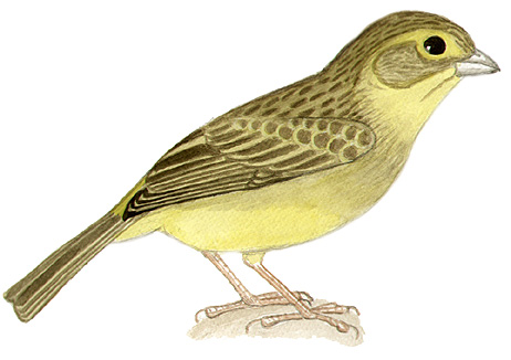 Historical image associated with Grassland Yellow-Finch