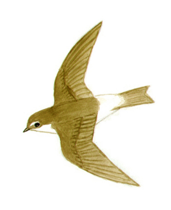 Historical image associated with White-rumped Swallow