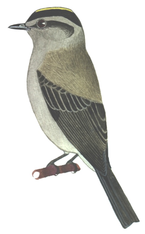 Historical image associated with Crowned Slaty-Flycatcher
