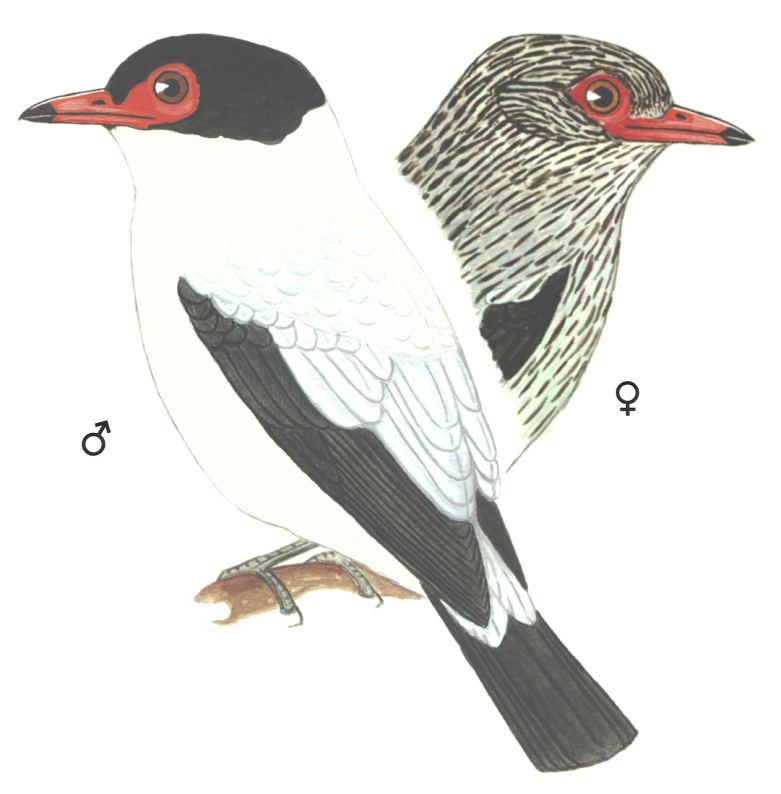 Historical image associated with Black-tailed Tityra