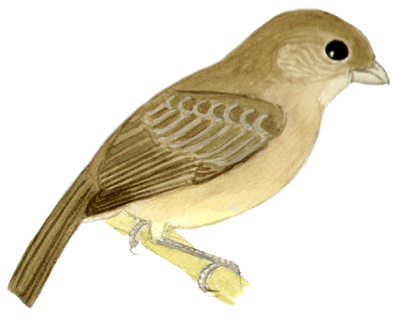 Historical image associated with Lined Seedeater