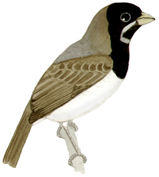 Historical image associated with Dubois' Seedeater