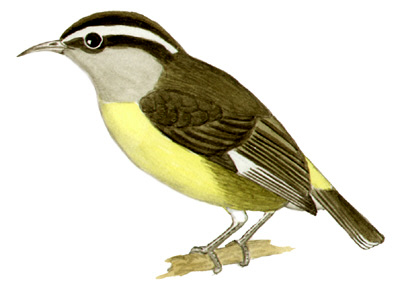 Historical image associated with Bananaquit