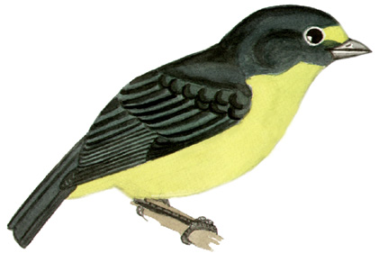 Historical image associated with Green-throated Euphonia