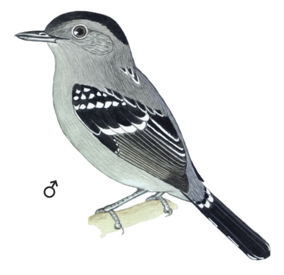 Historical image associated with Sooretama Slaty-Antshrike