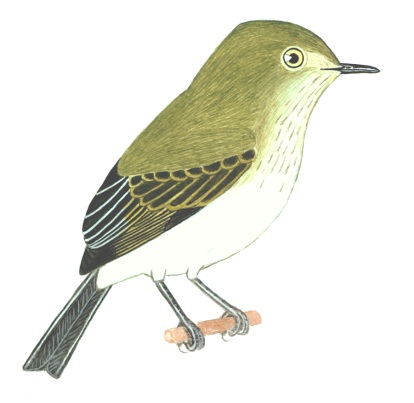 Historical image associated with Hangnest Tody-Tyrant